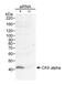 Casein kinase II subunit alpha antibody, 13026, QED Bioscience, Western Blot image 