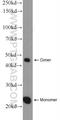 MID1 Interacting Protein 1 antibody, 15764-1-AP, Proteintech Group, Western Blot image 