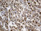 Phosphoglucomutase 2 Like 1 antibody, LS-C796271, Lifespan Biosciences, Immunohistochemistry paraffin image 