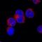 Musashi RNA Binding Protein 2 antibody, BAF3255, R&D Systems, Immunocytochemistry image 