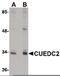 CUE Domain Containing 2 antibody, PA5-20620, Invitrogen Antibodies, Western Blot image 