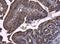 Arginase 2 antibody, NBP2-15446, Novus Biologicals, Immunohistochemistry frozen image 