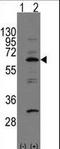 NEDD8 Activating Enzyme E1 Subunit 1 antibody, LS-C100844, Lifespan Biosciences, Western Blot image 