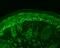 CPN10 antibody, PA5-77824, Invitrogen Antibodies, Immunohistochemistry paraffin image 