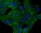 PYD And CARD Domain Containing antibody, A00362-3, Boster Biological Technology, Immunocytochemistry image 
