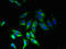 Transmembrane Protein 33 antibody, LS-C376876, Lifespan Biosciences, Immunofluorescence image 