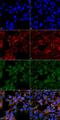 Malondialdehyde antibody, LS-C775634, Lifespan Biosciences, Immunocytochemistry image 