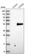 Cyclin G2 antibody, NBP1-87518, Novus Biologicals, Western Blot image 