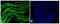 Troponin I1, Slow Skeletal Type antibody, 701585, Invitrogen Antibodies, Immunofluorescence image 