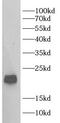 Phospholipid hydroperoxide glutathione peroxidase, mitochondrial antibody, FNab10452, FineTest, Western Blot image 