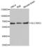 Solute Carrier Family 38 Member 3 antibody, abx003345, Abbexa, Western Blot image 