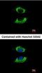 Histone Deacetylase 8 antibody, orb14848, Biorbyt, Immunocytochemistry image 