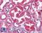STAT3 antibody, LS-B4580, Lifespan Biosciences, Immunohistochemistry frozen image 