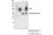 Programmed Cell Death 6 Interacting Protein antibody, 92880S, Cell Signaling Technology, Immunoprecipitation image 