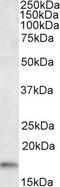 Galanin Receptor 3 antibody, 45-650, ProSci, Immunohistochemistry frozen image 