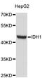 Isocitrate Dehydrogenase (NADP(+)) 1, Cytosolic antibody, abx126942, Abbexa, Western Blot image 
