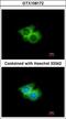 G Protein-Coupled Receptor 62 antibody, LS-C185952, Lifespan Biosciences, Immunocytochemistry image 