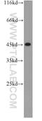 CCAAT Enhancer Binding Protein Alpha antibody, 18311-1-AP, Proteintech Group, Western Blot image 