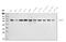 Histone Deacetylase 2 antibody, A00325-3, Boster Biological Technology, Western Blot image 