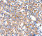 Kallikrein Related Peptidase 15 antibody, MBS2523752, MyBioSource, Immunohistochemistry frozen image 