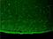 Potassium Voltage-Gated Channel Subfamily J Member 12 antibody, NBP2-12901, Novus Biologicals, Immunohistochemistry paraffin image 