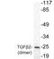 Transforming Growth Factor Beta 2 antibody, LS-C176243, Lifespan Biosciences, Western Blot image 