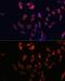 CD74 Molecule antibody, GTX53927, GeneTex, Immunofluorescence image 