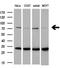 DNA repair protein XRCC1 antibody, M00571-1, Boster Biological Technology, Western Blot image 