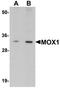 Mesenchyme Homeobox 1 antibody, orb75502, Biorbyt, Western Blot image 