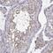 Cilia And Flagella Associated Protein 70 antibody, PA5-58022, Invitrogen Antibodies, Immunohistochemistry paraffin image 