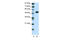 Transcriptional Adaptor 3 antibody, 28-941, ProSci, Western Blot image 