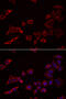 Nuclear Receptor Binding Factor 2 antibody, 22-242, ProSci, Immunofluorescence image 