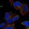 Myosin XVI antibody, PA5-67217, Invitrogen Antibodies, Immunofluorescence image 