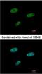 SAM And HD Domain Containing Deoxynucleoside Triphosphate Triphosphohydrolase 1 antibody, NBP1-31432, Novus Biologicals, Immunocytochemistry image 