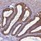 LZTS2 antibody, HPA044956, Atlas Antibodies, Immunohistochemistry frozen image 
