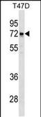 Ligand Dependent Nuclear Receptor Corepressor Like antibody, PA5-48848, Invitrogen Antibodies, Western Blot image 