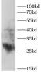 Secreted frizzled-related protein 2 antibody, FNab10200, FineTest, Western Blot image 