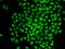 CCCTC-Binding Factor Like antibody, orb247287, Biorbyt, Immunofluorescence image 