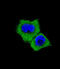 SMAD Family Member 7 antibody, abx032971, Abbexa, Immunofluorescence image 
