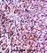 Vesicle Associated Membrane Protein 7 antibody, abx027653, Abbexa, Western Blot image 