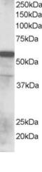 Ring Finger Protein 8 antibody, orb18798, Biorbyt, Western Blot image 