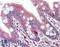 Deltex E3 Ubiquitin Ligase 2 antibody, LS-B10327, Lifespan Biosciences, Immunohistochemistry frozen image 