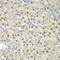 E74 Like ETS Transcription Factor 3 antibody, 22-167, ProSci, Immunohistochemistry paraffin image 