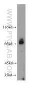 Butyrophilin Subfamily 2 Member A1 antibody, 20596-1-AP, Proteintech Group, Western Blot image 