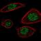 Proteasome Subunit Beta 2 antibody, PA5-55305, Invitrogen Antibodies, Immunofluorescence image 
