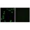 Laminin subunit alpha-4 antibody, A04999, Boster Biological Technology, Immunofluorescence image 