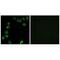 Laminin Subunit Alpha 4 antibody, A04999, Boster Biological Technology, Immunofluorescence image 