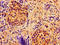 ATP Binding Cassette Subfamily B Member 7 antibody, LS-C673433, Lifespan Biosciences, Immunohistochemistry paraffin image 