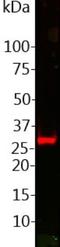 GFP antibody, NBP2-50034, Novus Biologicals, Western Blot image 