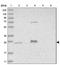 Mitochondrial Ribosomal Protein S15 antibody, NBP1-82319, Novus Biologicals, Western Blot image 